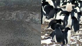 英國,南極,危險群島,企鵝,Tom Hart,衛星,NASA,Adelie penguin,數量　圖／翻攝自推特　https://goo.gl/kkj3dK