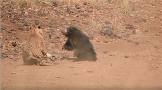 小熊遭獵食　熊媽暴怒迎戰竟打贏老虎