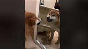 出來面對！柴柴照鏡子以為有汪爭寵　低聲怒吼「鏡中柴」（圖／翻攝自抖音Joao2261290061）