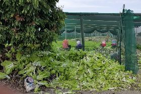 北農休市衝擊市場（1）