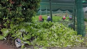 北農休市衝擊市場（1）因應台北果菜市場春節後休市衝擊，雲林二崙地區推動耕除，農民種植的蚵白菜雖已長成，無奈葉菜類無法存放太久，只能忍痛噴藥耕除，重新播種，等待復耕後價格回升。（檔案照片）中央社記者葉子綱攝  107年3月5日