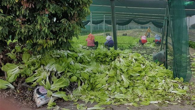 雲林蔬菜滯銷　菜農嗆下次不賣給北農