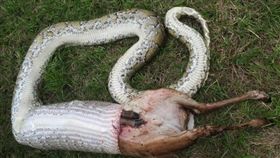 美國佛州緬甸蟒活吞幼鹿（圖／翻攝自推特）