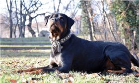 狗,羅威那犬　圖／pixabay