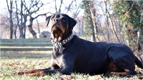 狗,羅威那犬　圖／pixabay