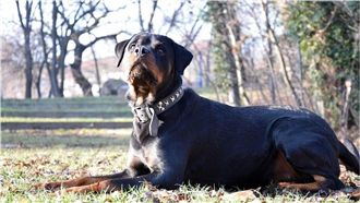 主人遇死亡車禍！牠孤守事發地11年