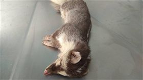 狂犬病鼬獾咬傷民眾  防檢局籲守二不一要春節期間台南及花蓮皆傳出民眾遭狂犬病鼬獾咬傷案例，防檢局21日表示，鼬獾檢體經送家畜衛生試驗所檢驗後，20日2例皆確診為狂犬病陽性。（防檢局提供）中央社記者吳欣紜傳真  107年2月21日