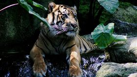 蘇門答臘虎（圖／翻攝自維基百科）
https://zh.wikipedia.org/wiki/%E8%8B%8F%E9%97%A8%E7%AD%94%E8%85%8A%E8%99%8E#/media/File:Tiger_Melbourne.JPG