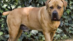 南非獒犬（South African Boerboel）攻擊自家女童（圖／翻攝自推特）