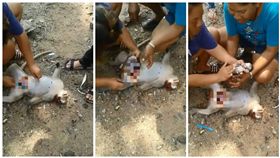 泰國民眾拿刀替遭車撞命危的懷孕母猴剖腹，成功救活母猴肚裡的寶寶（圖／翻攝自Padtama Kedkuerviriyanon臉書）