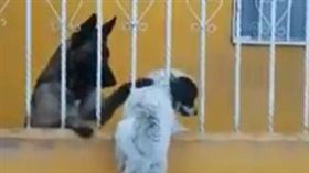 白狗為愛翻牆，暖心，德國牧羊犬（圖／翻攝自Edith Govea　Facebook