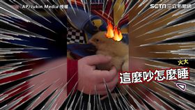 小男孩試圖唱童謠哄小雞睡覺，小雞似乎不太領情。