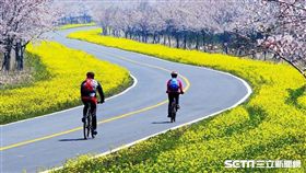 ▲濟州島賞油菜花以及櫻花。（圖／濟州觀光公社）