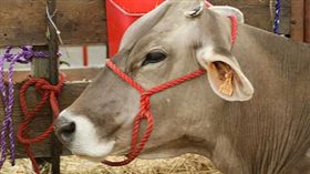 黃牛。▲圖／攝影者Jean, flickr CC License（https://www.flickr.com/photos/7326810@N08/2390988333/）