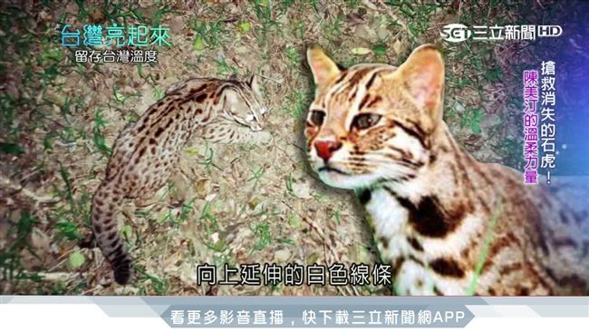 堅守保育崗位　「石虎媽」搏命救石虎