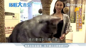 為喵星人開旅館　女星愛貓創第二事業