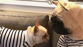 爸戴法鬥頭套現身，又動又跳嚇壞本尊（圖／翻攝自frenchhaboo IG）