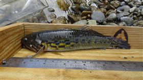 花蓮三棧溪發現無孔塘鱧（2）
花蓮林管處在新城鄉三棧溪進行溪流魚類調查，去年11
月，同仁在三棧溪調查溪流魚類時，意外發現從未紀錄
魚種「無孔塘鱧」的蹤跡。
（花蓮林管處提供）
中央社記者李先鳳傳真 