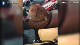 網友驚見貓虔誠「夢周公」。