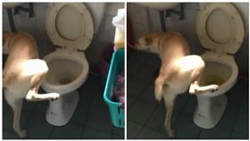 狗狗「雪莉」對準馬桶尿尿（圖／翻攝自米克斯傳奇臉書社團）