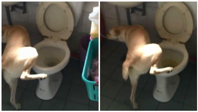 神犬站馬桶尿尿　網友驚：比男人還準