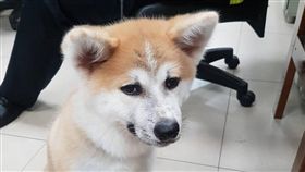 新北市,中和,中和分局,安平派出所,消防署,寵物,禁養,督察組，翻攝畫面