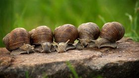 不是什麼都能生吃！醬油世家吃蝸牛感染寄生蟲　5死險滅門（圖／翻攝自Pixabay）