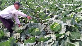 棄菜農民慘1200