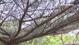 p老松會吐納1200