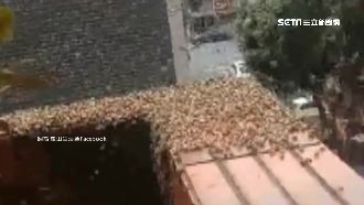 鄰養蜜蜂入侵陽台　住戶遭螫怨無法管