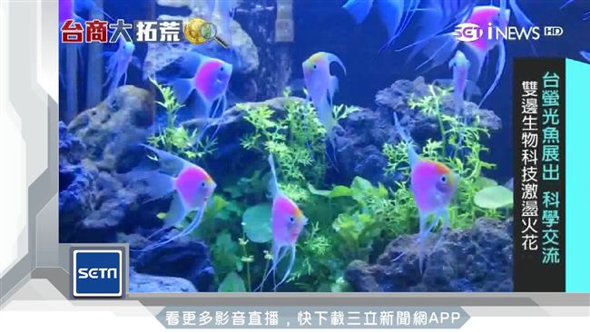 制霸海洋！海參崴魚長壽秘訣來自台灣