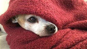 狗狗、溫暖示意圖／pixabay