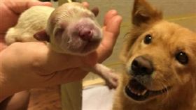 狗寶寶。（翻攝自我們最愛萌 微博）