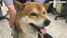 柴犬,便當,派出所,所犬,民眾,台南