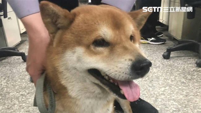 超萌毛小孩「嘟嘟」警方都想留當所犬