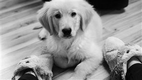 寵物,狗狗,主人(圖/pixabay)