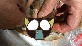 蝦頭,蝦子,精巢,雄蝦,寄生蟲,心板茗荷,藤壺,爆廢公社,臉書,海鮮,蟹　圖／翻攝自爆廢公社