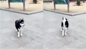  哈士奇（圖／翻攝Wei Zhang YouTube）