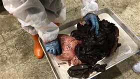 小虎鯨擱淺死亡，胃裡有18個塑膠袋。（圖／取自成大海洋生物及鯨豚研究中心臉書）