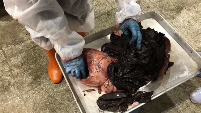 高雄小虎鯨擱淺亡　胃有18個塑膠袋
