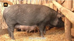 待宰只好去找客兄的母豬（圖／翻攝自梨視頻）