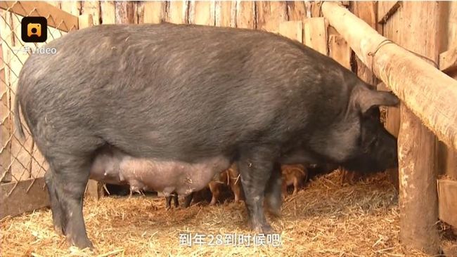 待宰母豬落跑　回家竟懷孕生小豬