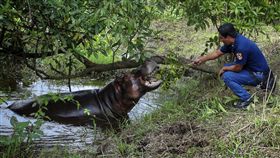 墨西哥出現的河馬（圖／達志影像／美聯社）