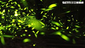 統一渡假村,馬武督,谷關,墾丁,鹿港,桐花,螢火蟲