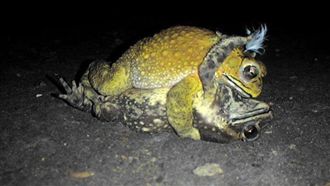 霸蛙硬上弓…兩蛙激烈交配藏恐怖真相