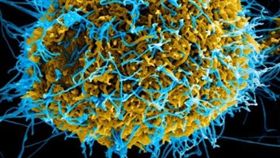 病毒,X疾病,Disease X（圖／翻攝自推特）