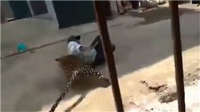印度,野生動物,花豹,襲擊,誤闖　圖／翻攝自YouTube