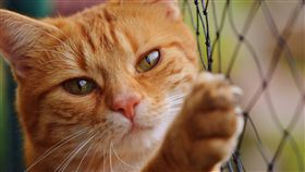 左撇子,右撇子,貓,喵星人,毛小孩,慣用手,Deborah Wells,　圖／翻攝自Pixabay　https://goo.gl/UgprVv