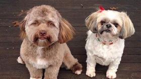 酷型男是你？棕毛汪黃瞳厚唇「有人臉」　網：超詭異（圖／翻攝自Reddit）