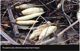 刺松藻,英國,沙灘,白蘿蔔,死人手指,劇毒。（圖／翻攝BBC)